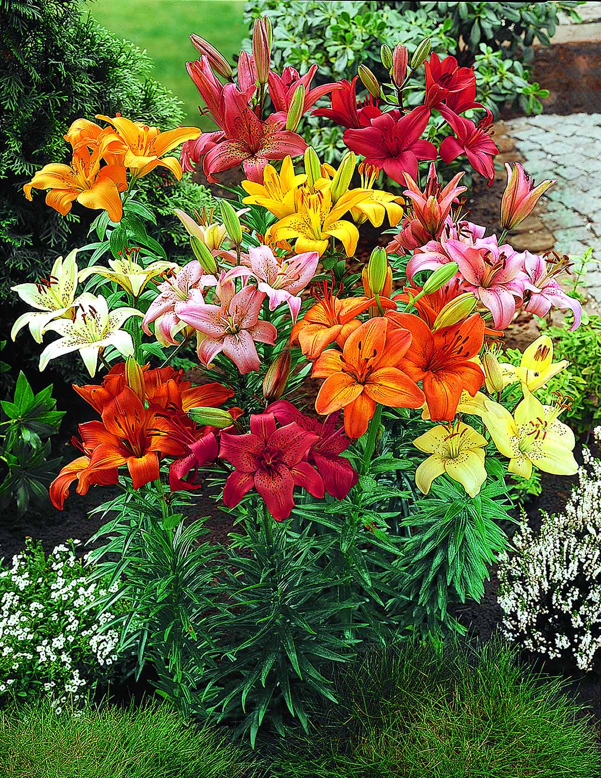 asiatic lily soil Red Highland Asiatic Lily Bulbs