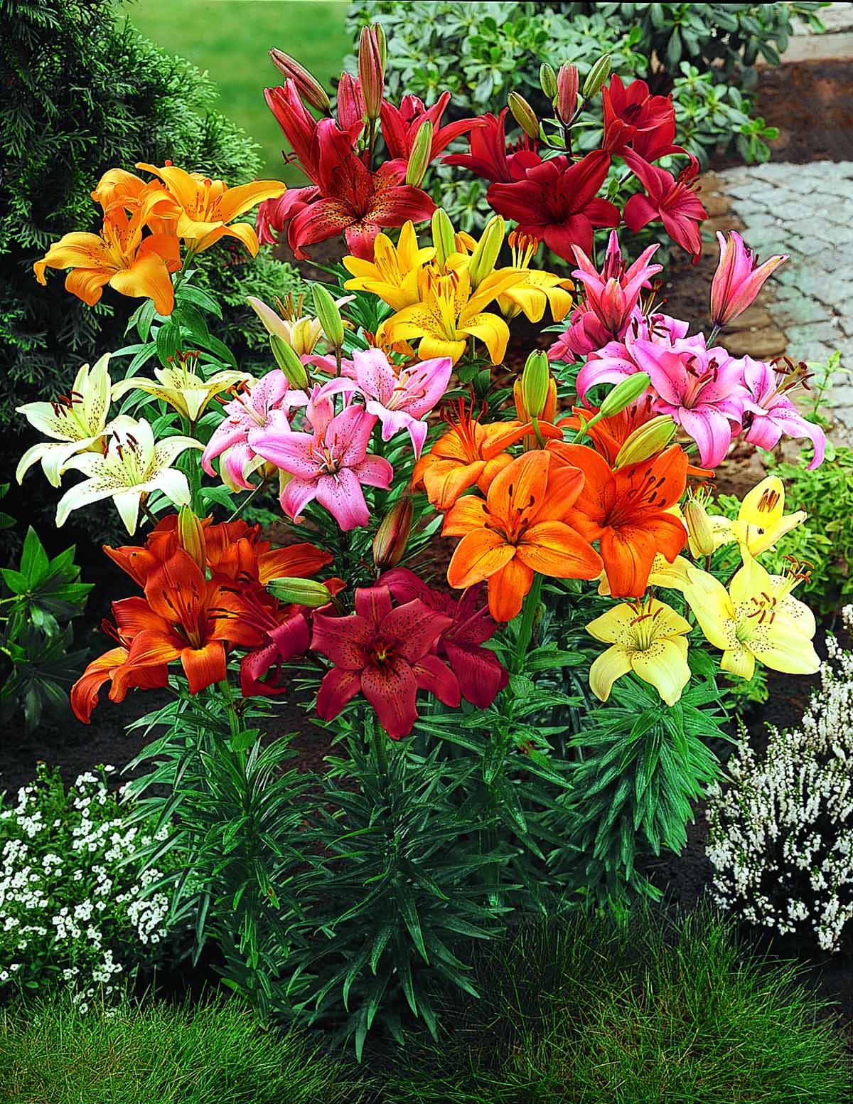 Orange Ton Asiatic Lily Bulbs