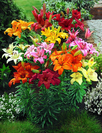 Orange Ton Asiatic Lily Bulbs