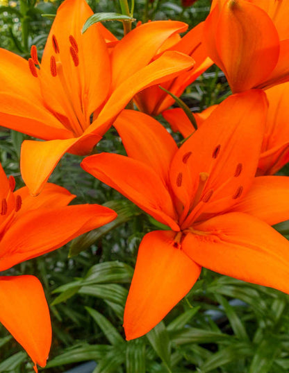 Orange Ton Asiatic Lily Bulbs