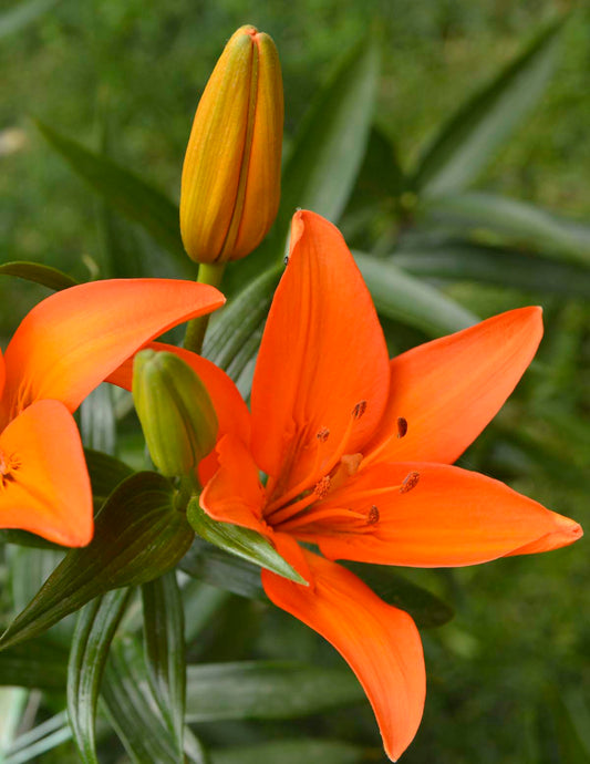 Orange Ton Asiatic Lily Bulbs