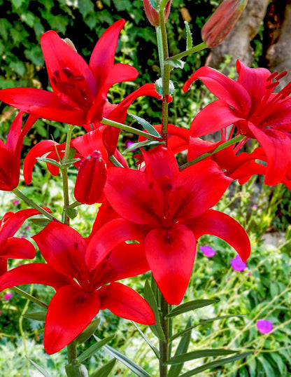 Red Highland Asiatic Lily Bulbs
