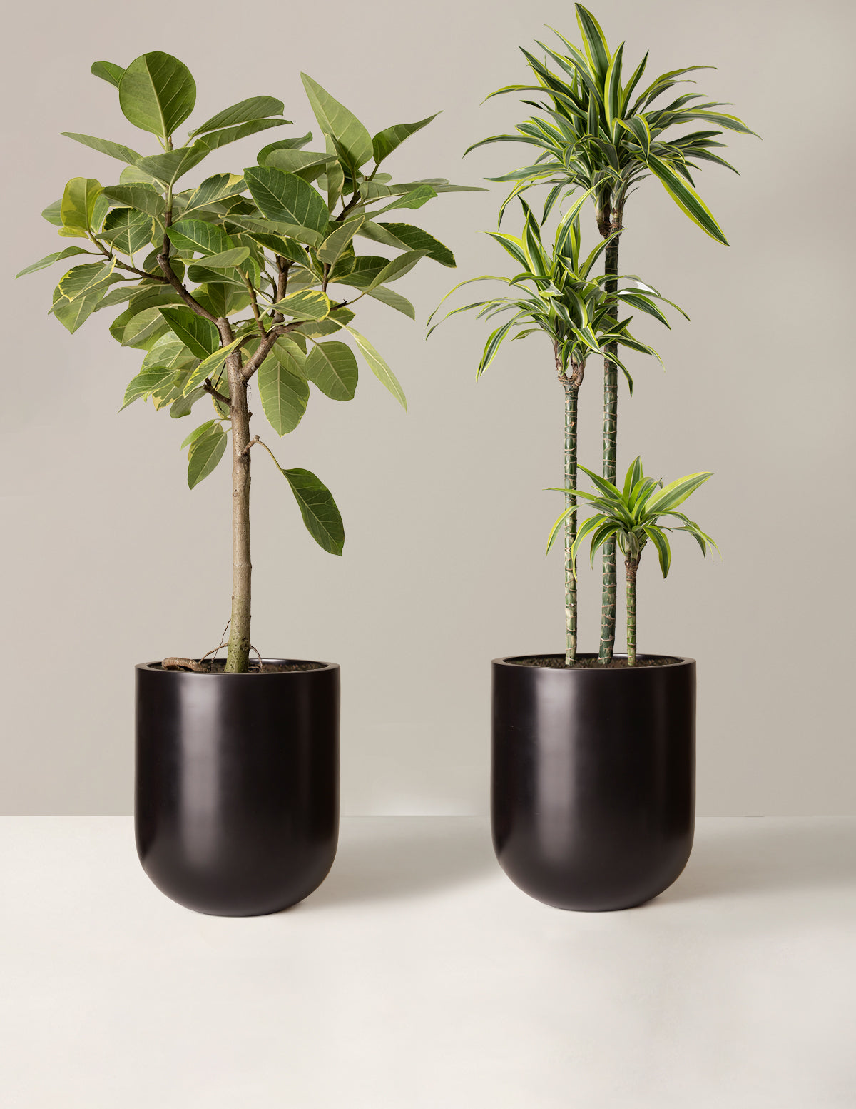 The Big and Bright Duo Houseplants - Large (tall) Grow Pots