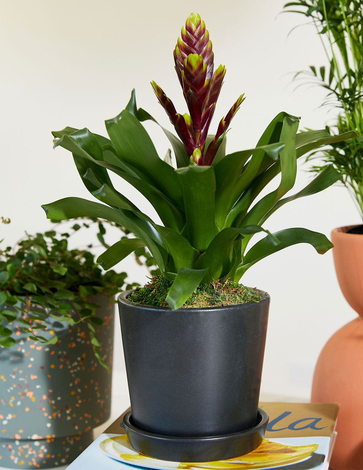 The Sill Bromeliad Vriesea Vogue