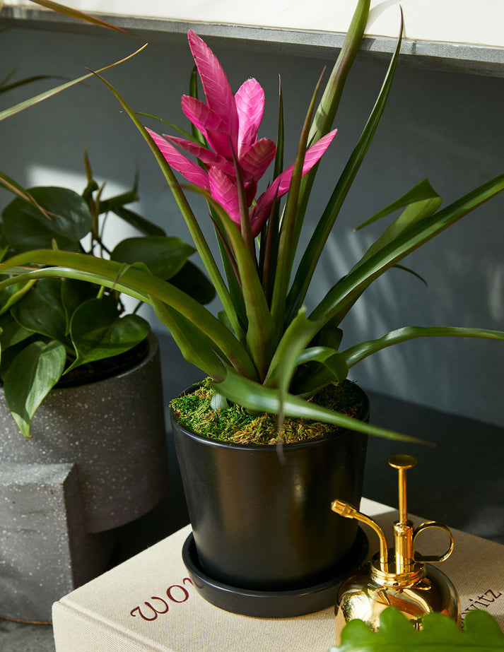 bromeliad-antonio-pink-flowering-houseplants-for-delivery-the-sill