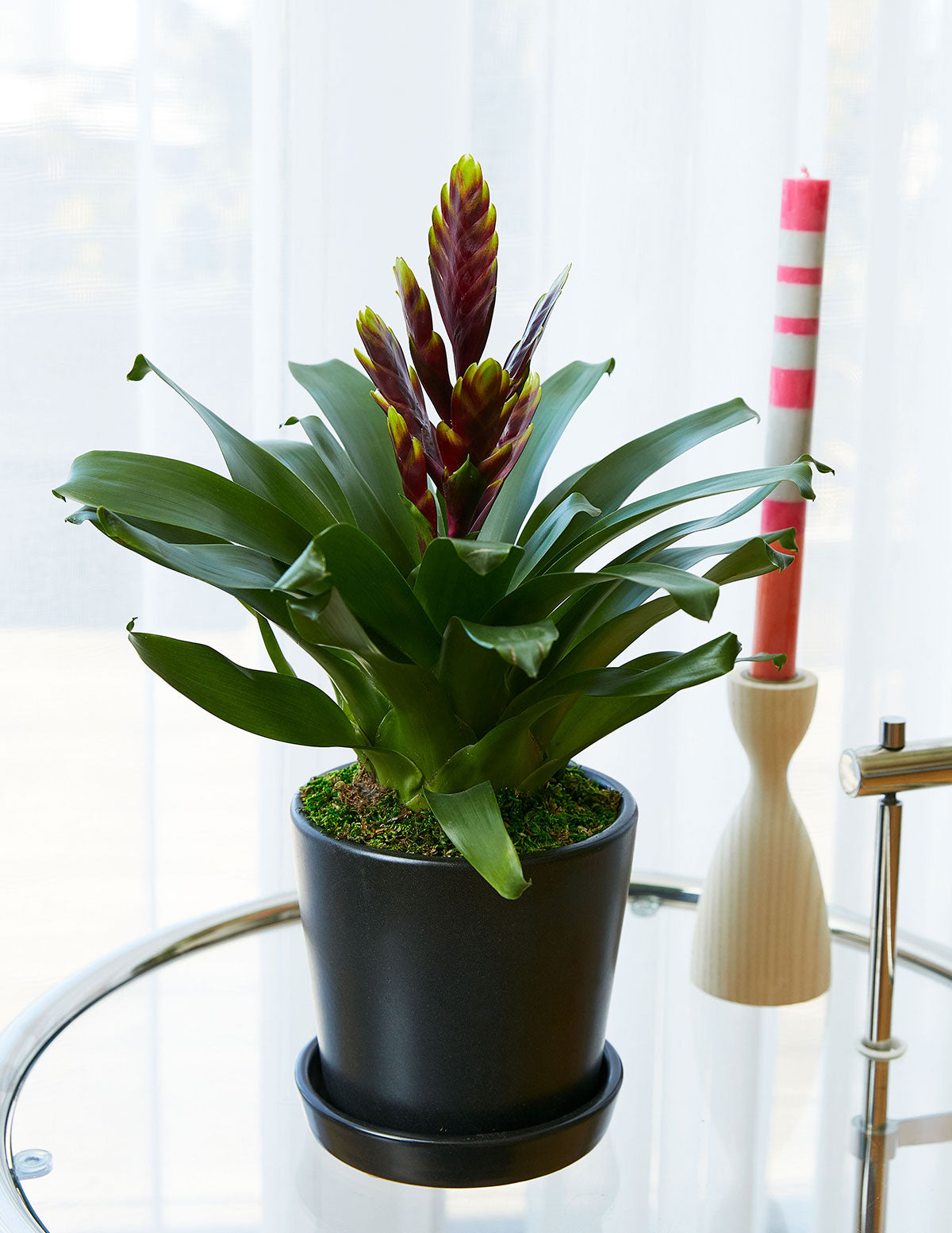 Bromeliad Vriesea ‘Vogue’