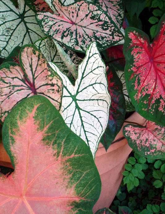 Caladium Bulbs Mix