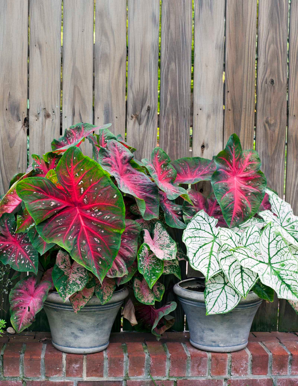 Caladium Bulbs Mix