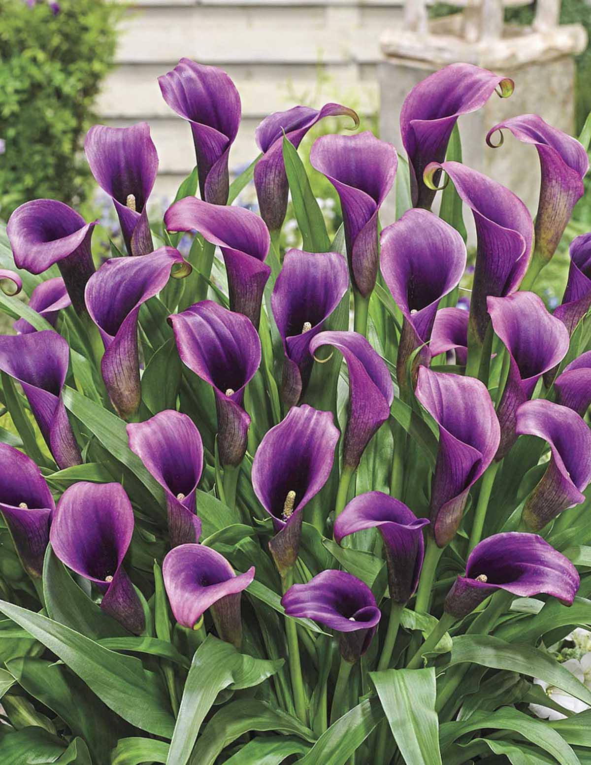 Purple Sensation Calla Lily Bulbs