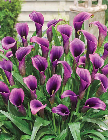 Purple Sensation Calla Lily Bulbs