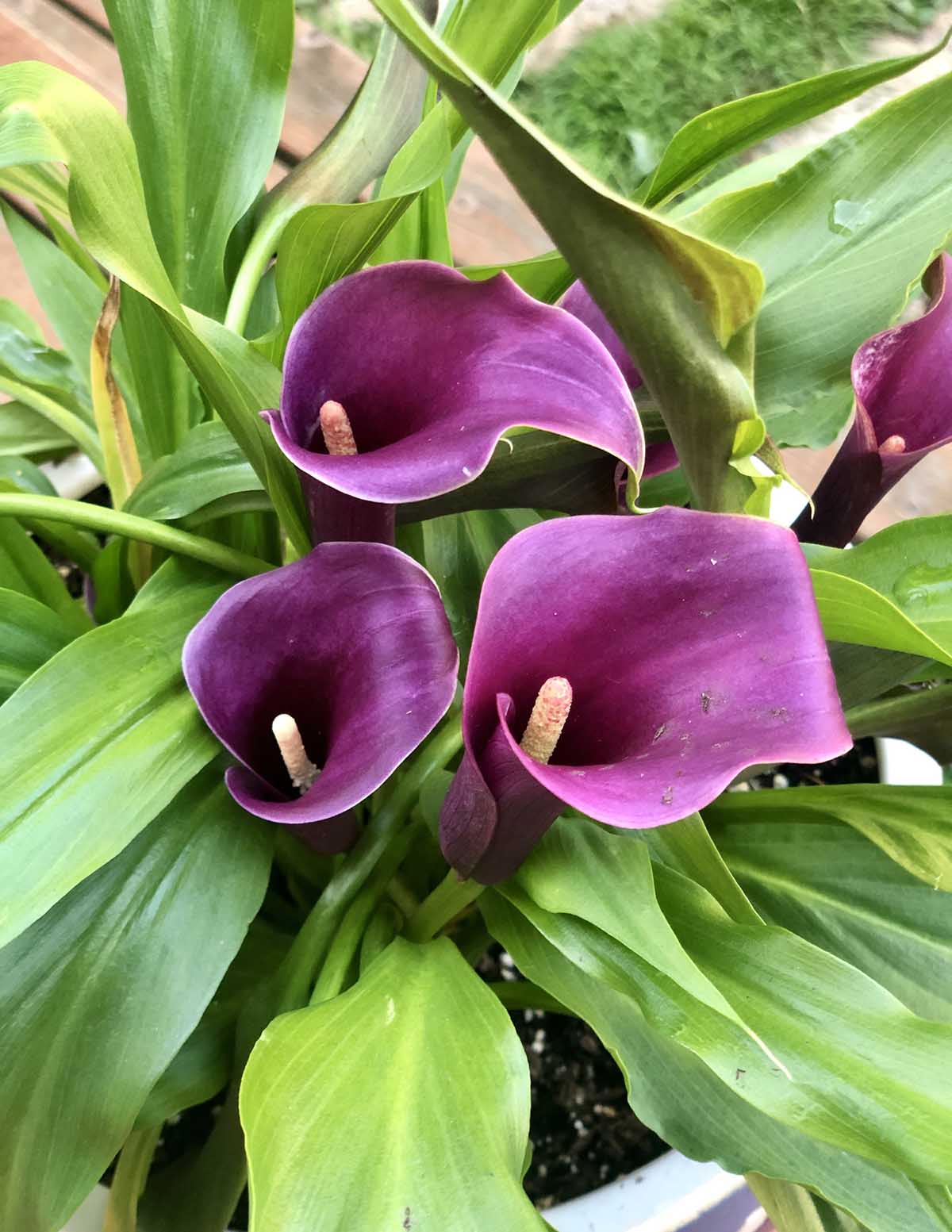 purple calla lily flower Purple Sensation Calla Lily Bulbs