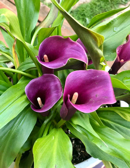 Purple Sensation Calla Lily Bulbs