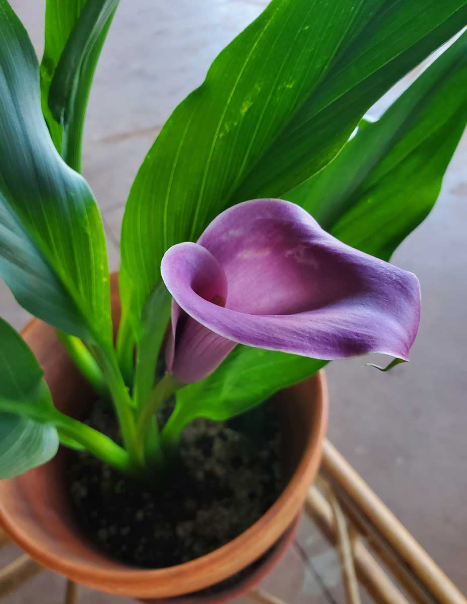 Purple Sensation Calla Lily Bulbs