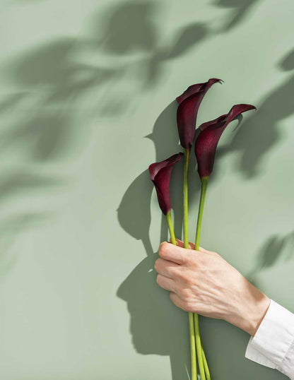 Purple Sensation Calla Lily Bulbs