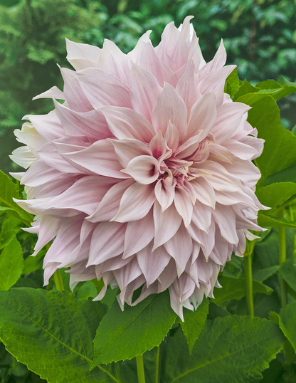 Café au Lait Dahlias
