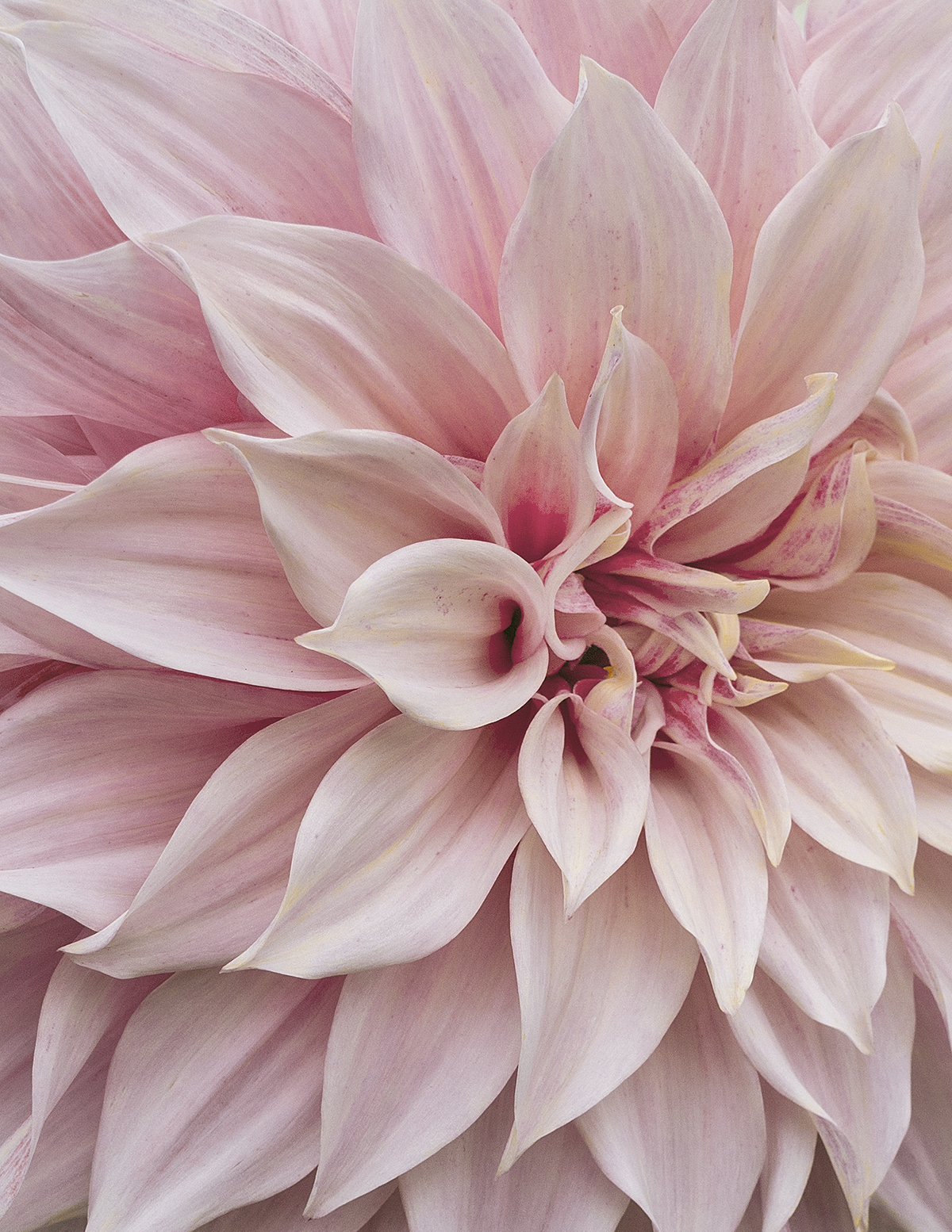 Café au Lait Dahlias