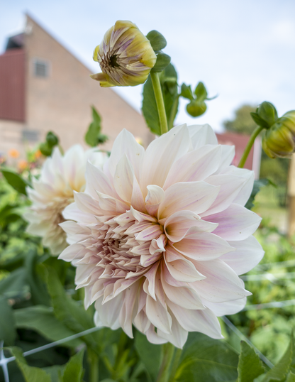 Café au Lait Dahlias