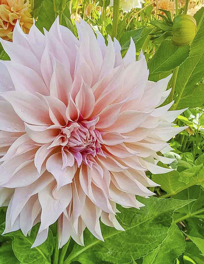 Café au Lait Dahlias