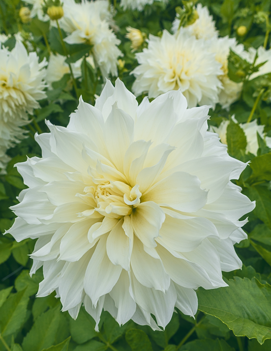 Fleurel® Dahlias