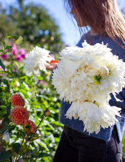Fleurel® Dahlias