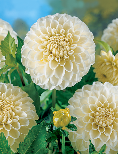 Boom Boom White Dahlias