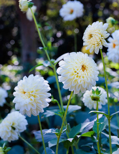 Boom Boom White Dahlias