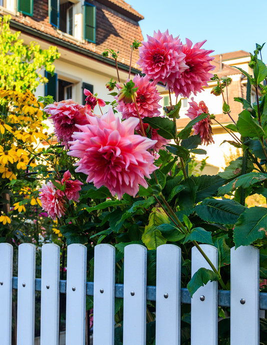 Dinnerplate Dahlia Mix