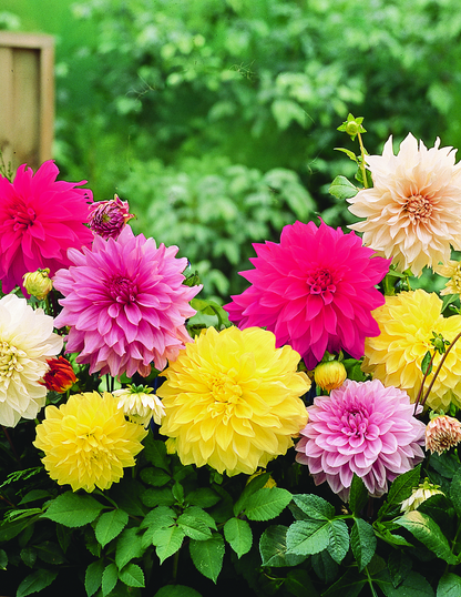 Dinnerplate Dahlia Mix
