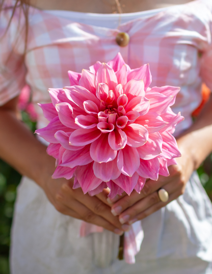 Dinnerplate Dahlia Mix