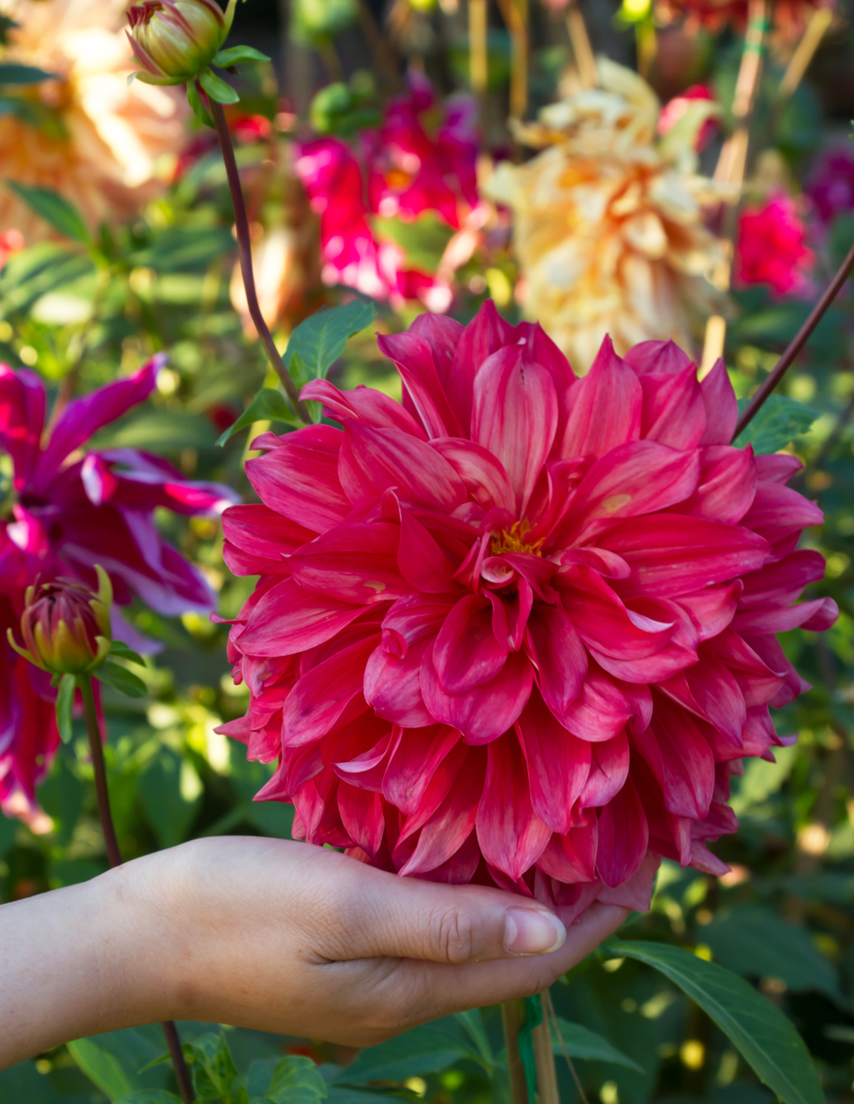 Dinnerplate Dahlia Mix