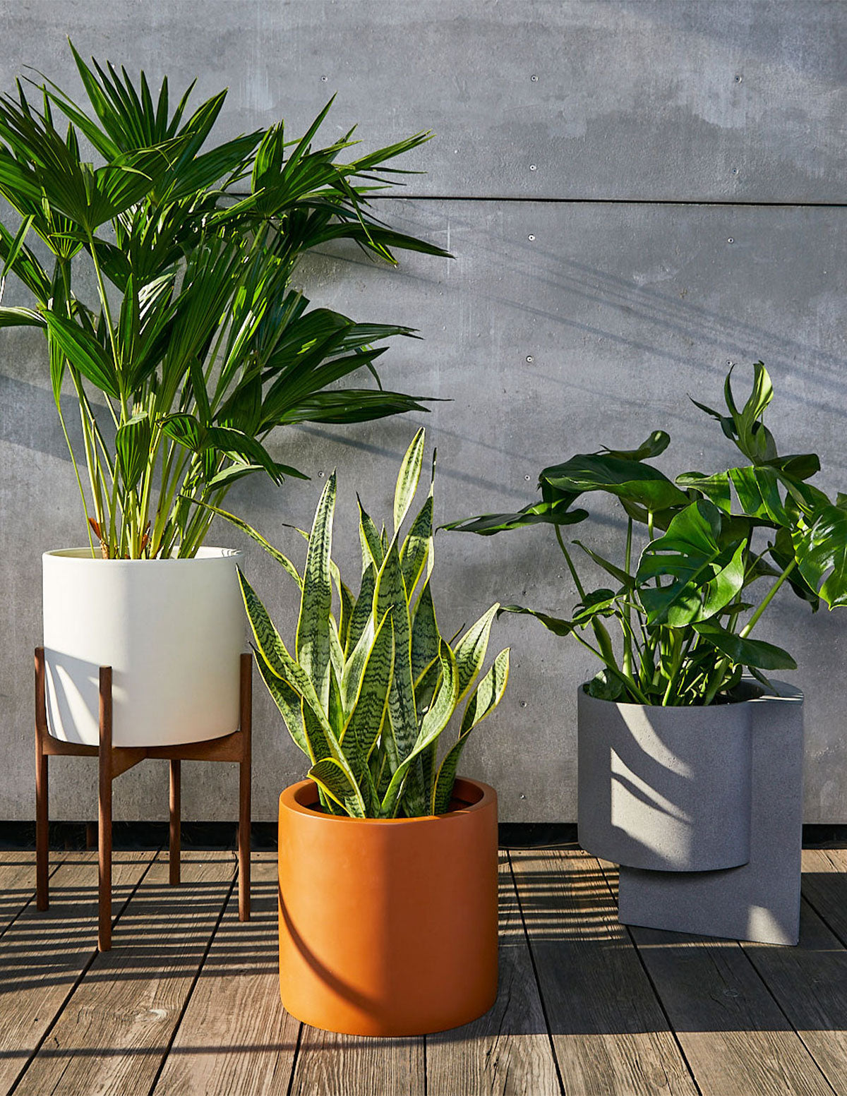 Snake Plant Laurentii