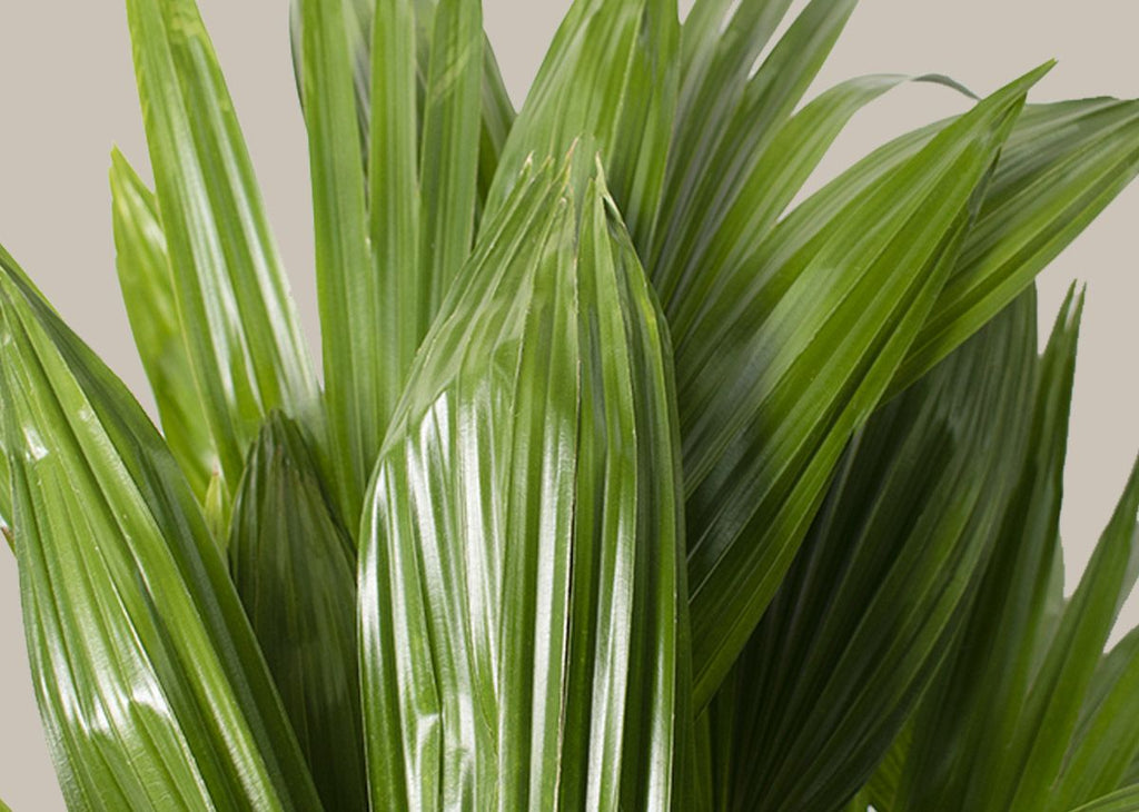 Chinese Fan Palm