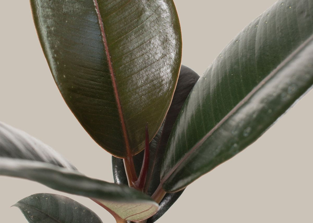 Ficus Burgundy