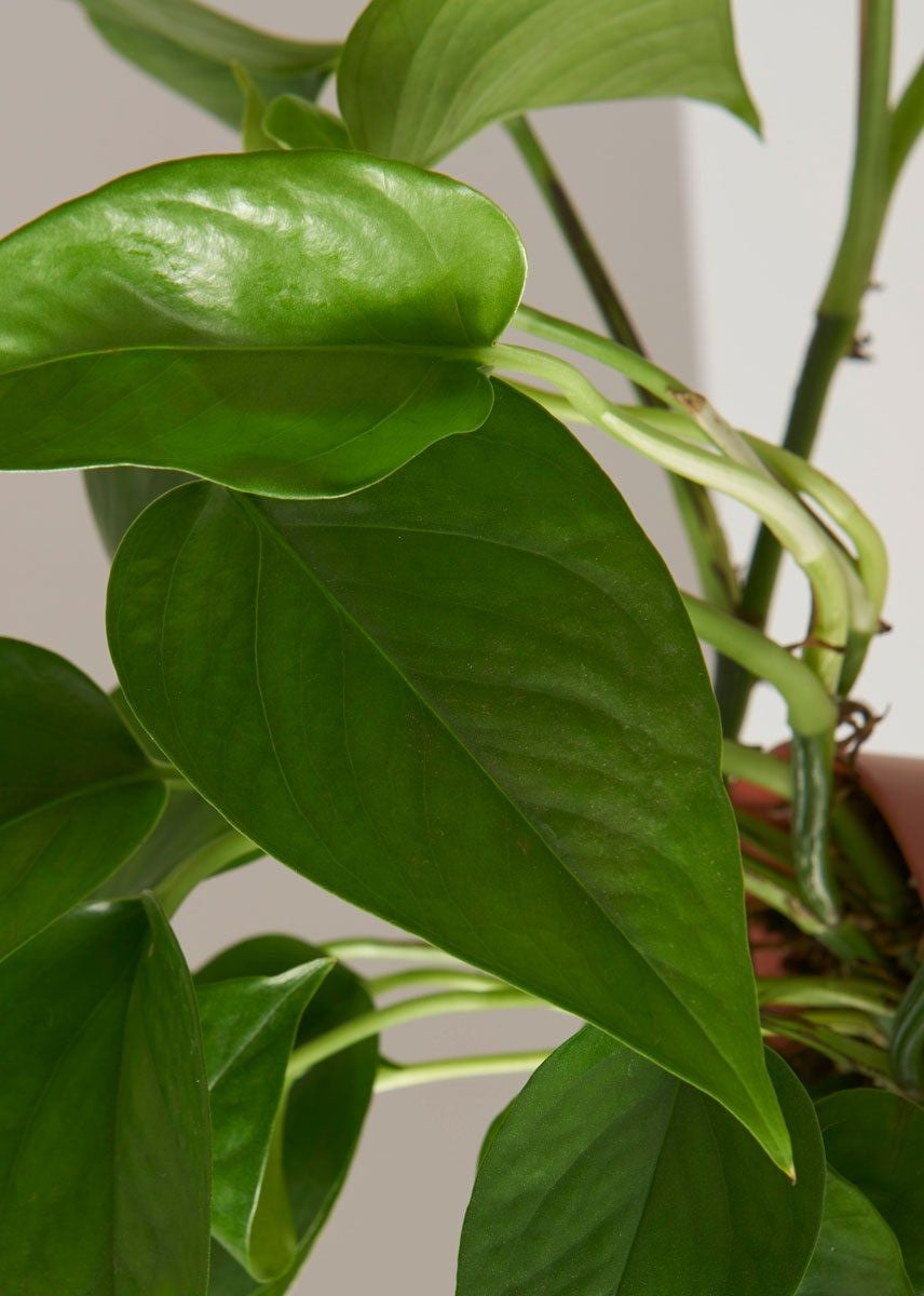 Jade Pothos
