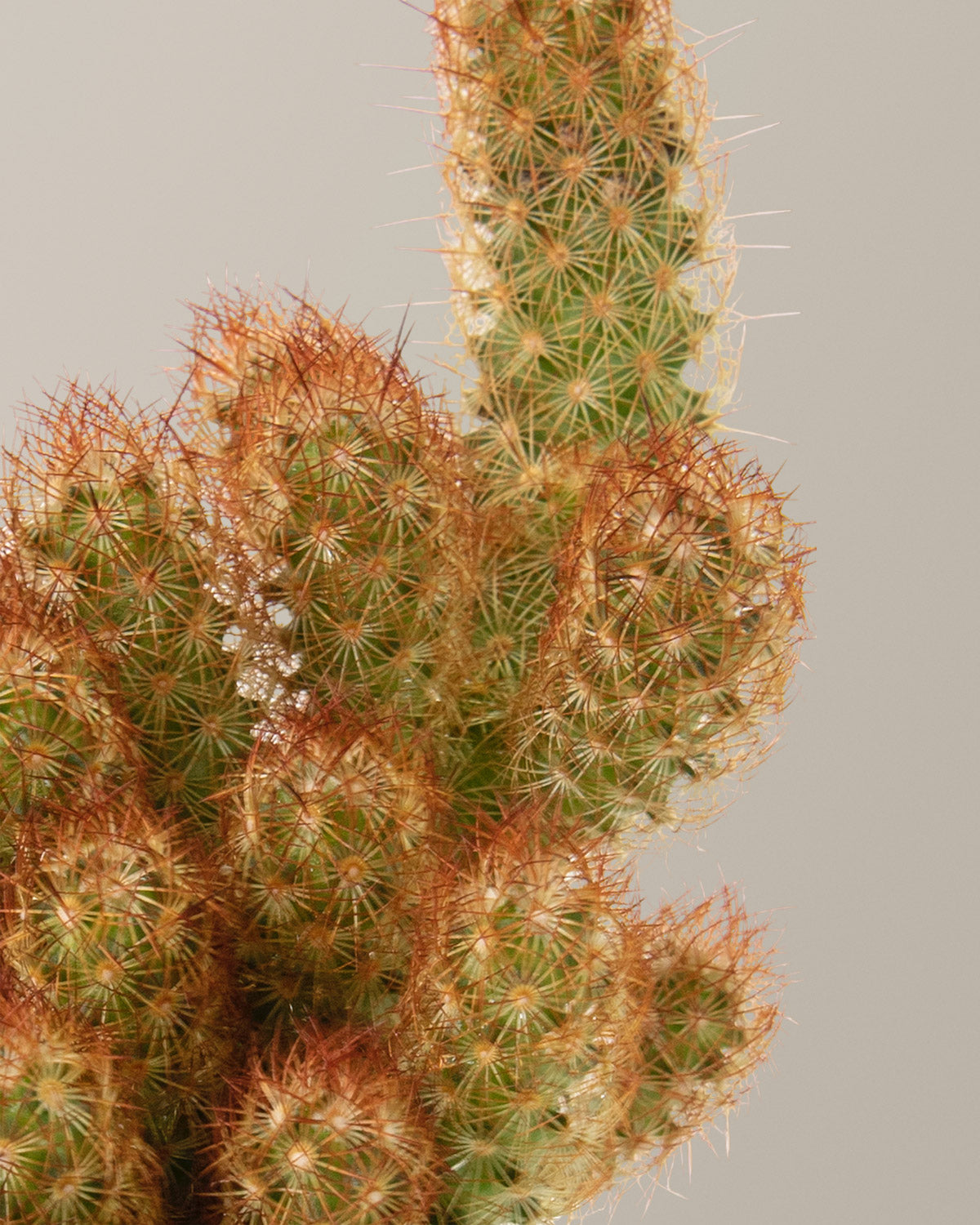 types of finger cactus Ladyfinger Cactus
