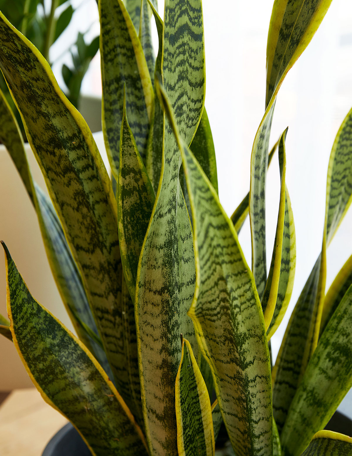 snake plant in the office Modern Office Duo Houseplants with Planter - Large (tall) Cement Grey Planters