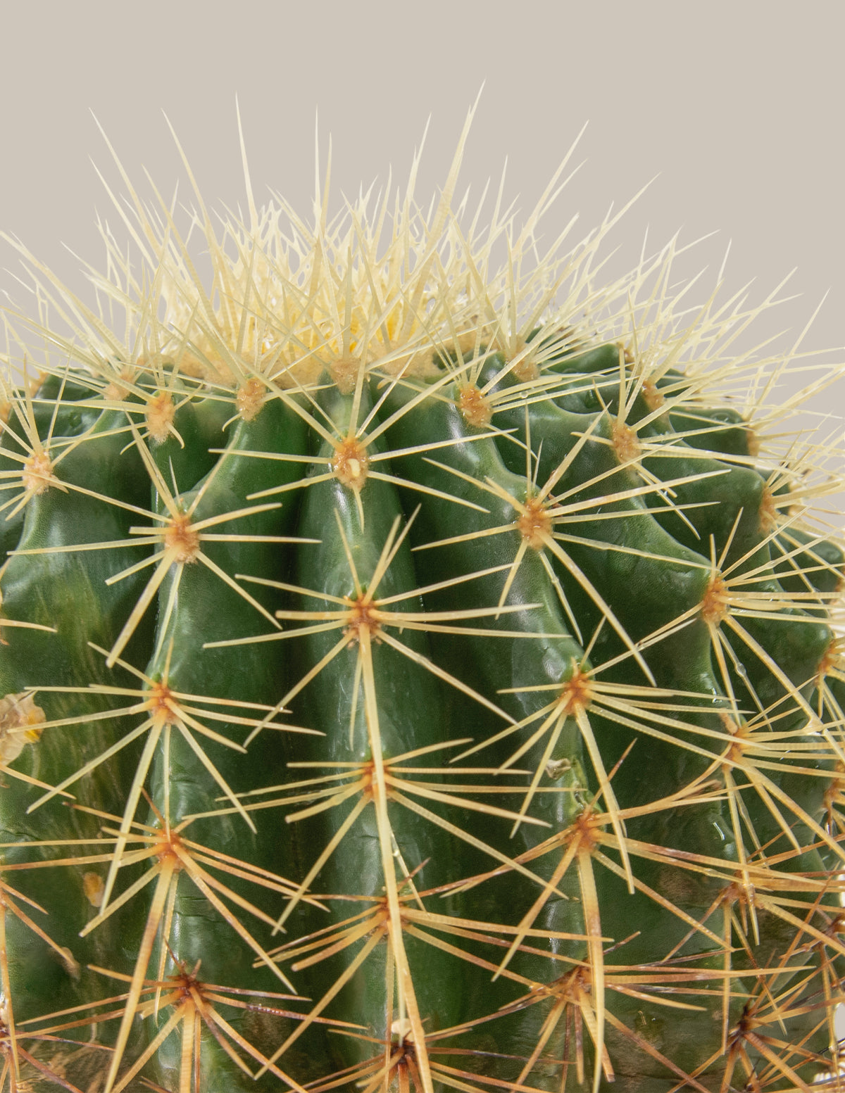 cactus gallery Barrel Cactus