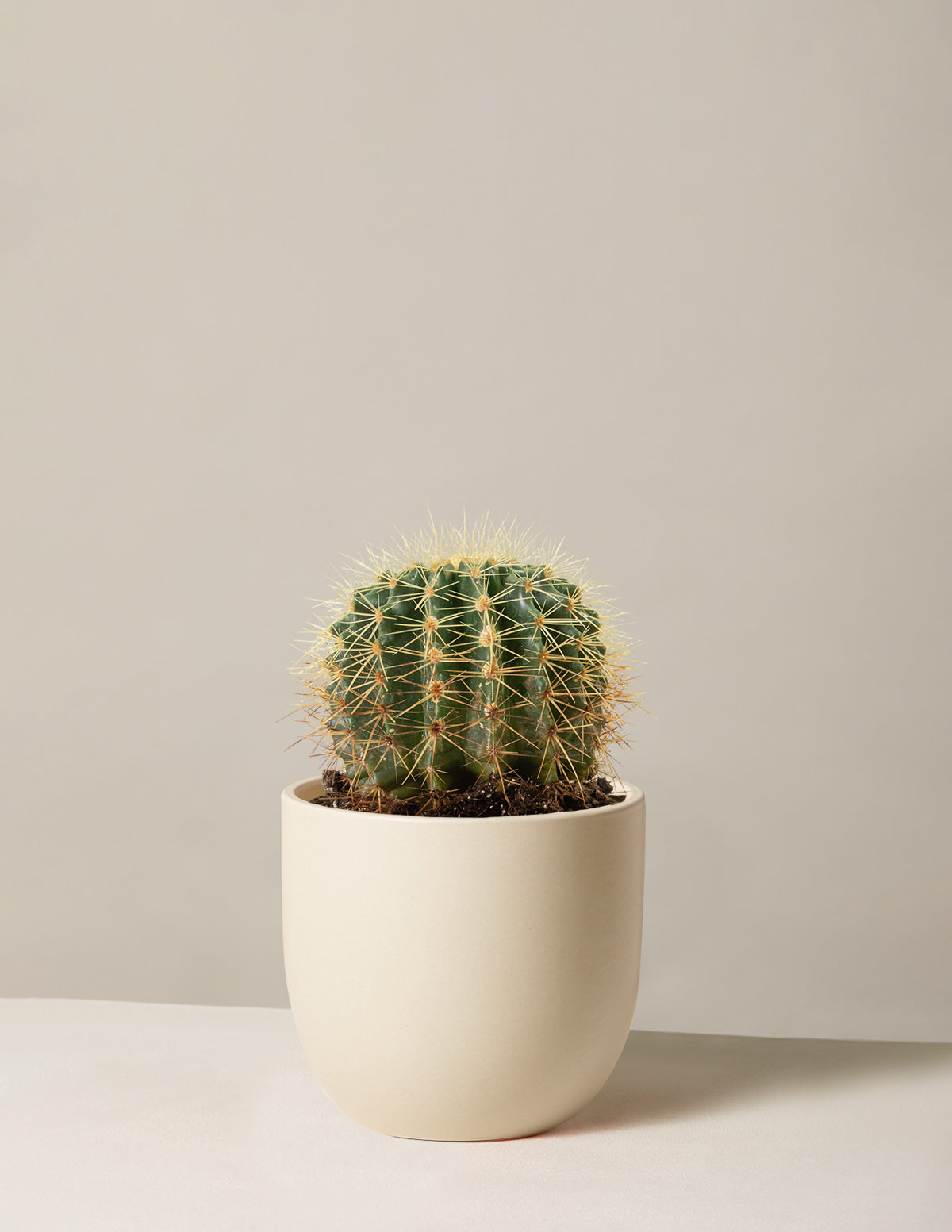 round cactus succulent Barrel Cactus