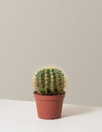 bundle | Medium | Grow Pot