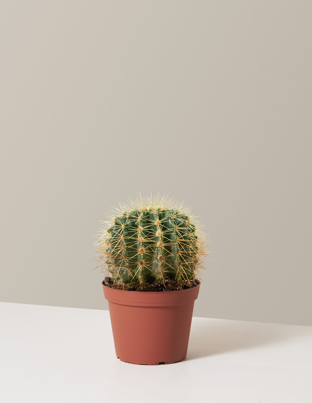 bundle | Medium | Grow Pot