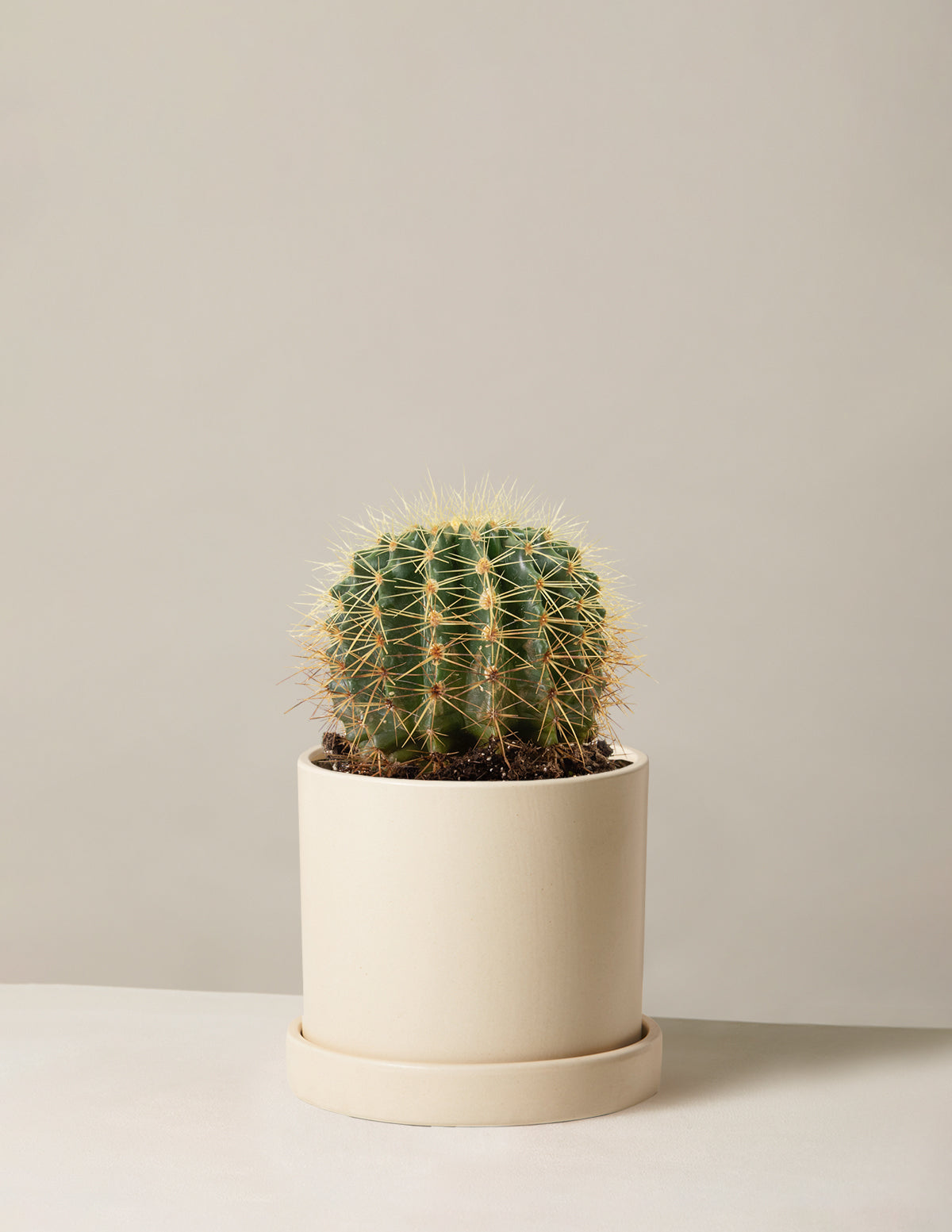 bundle | Medium | Hyde | Cream