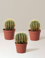 Barrel Cactus