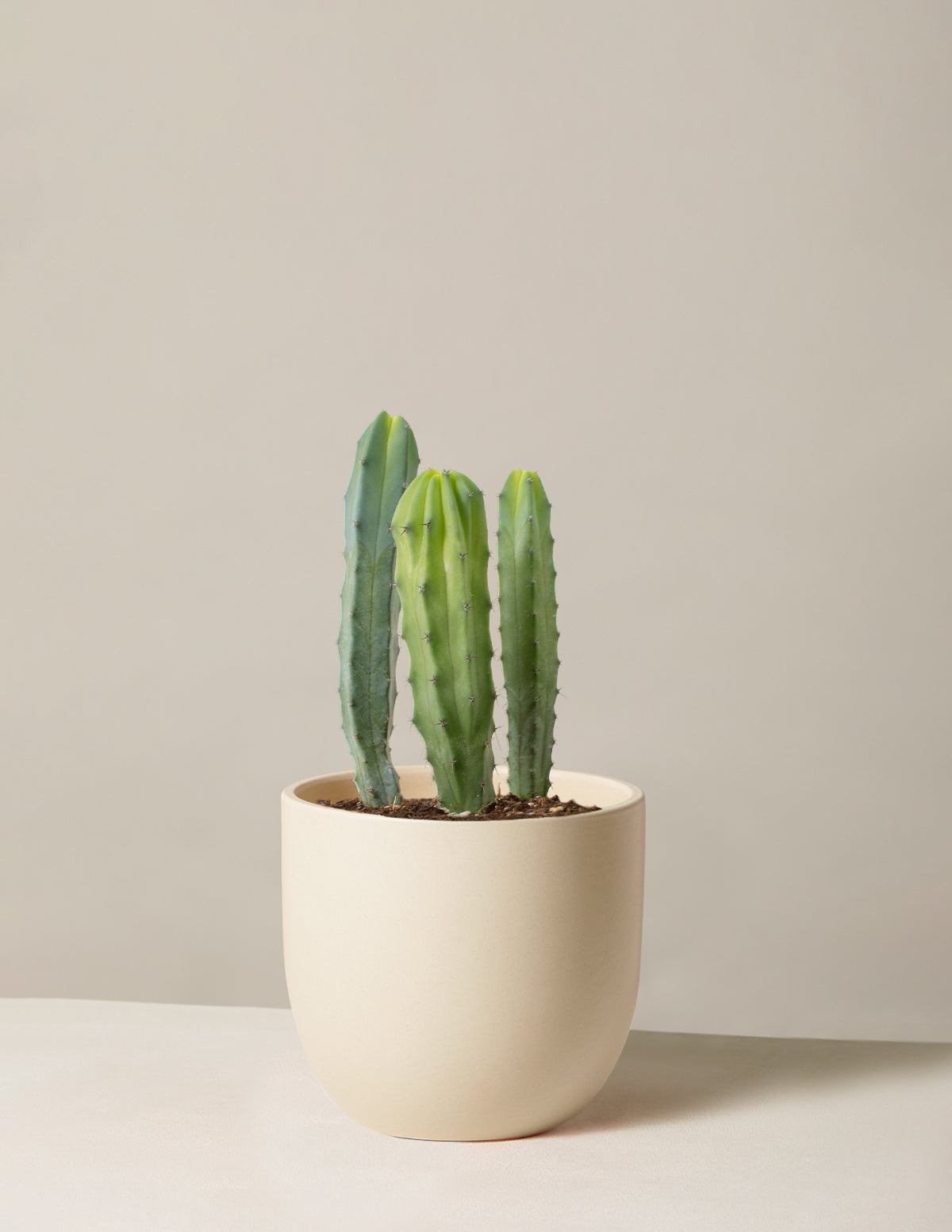 Blue Candle Cactus