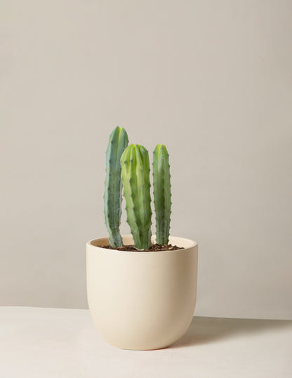 Blue Candle Cactus