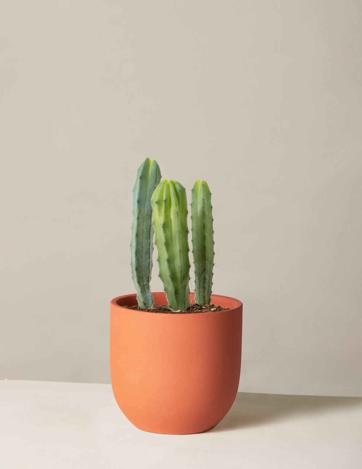 Blue Candle Cactus