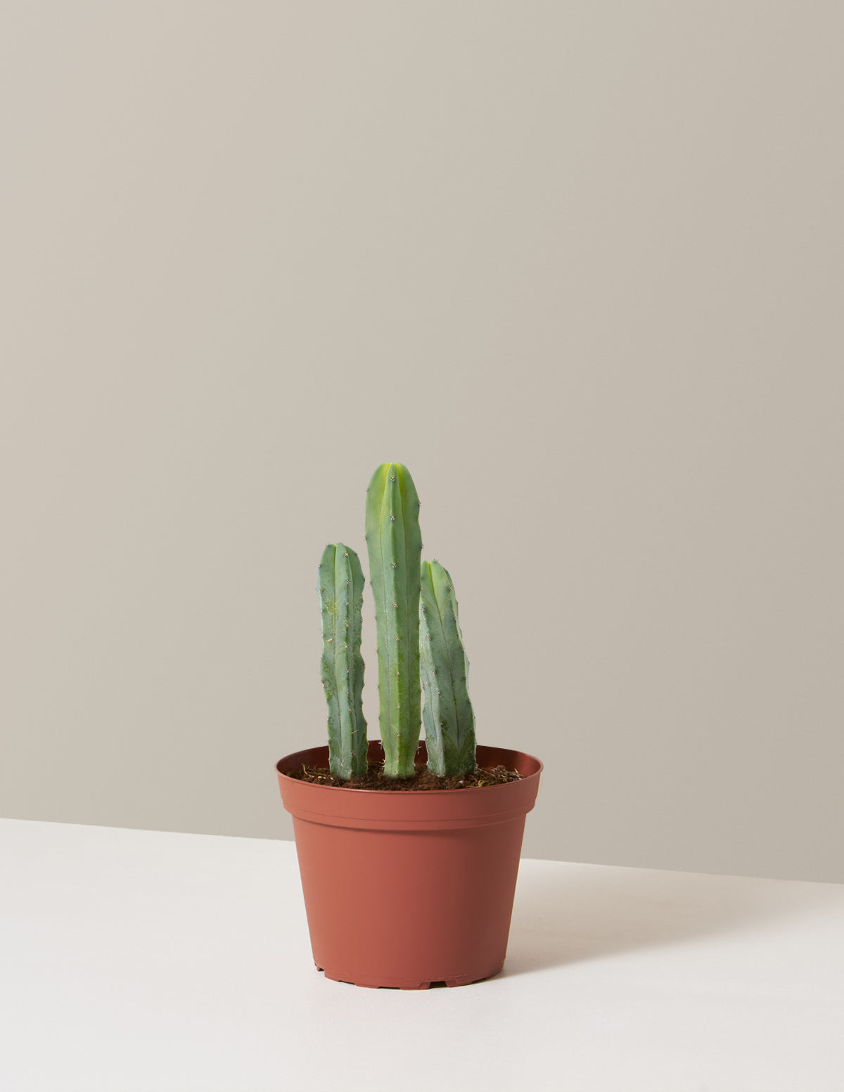 Blue Candle Cactus