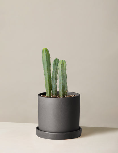 Blue Candle Cactus