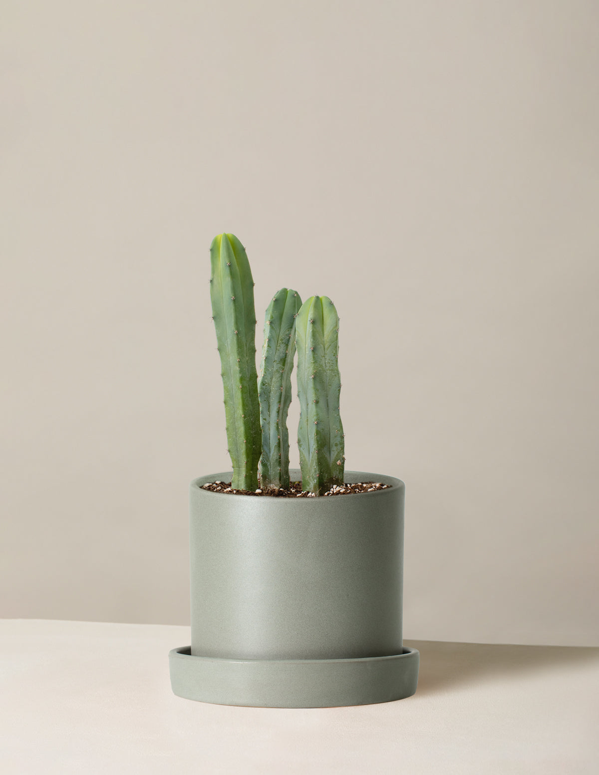 Blue Candle Cactus