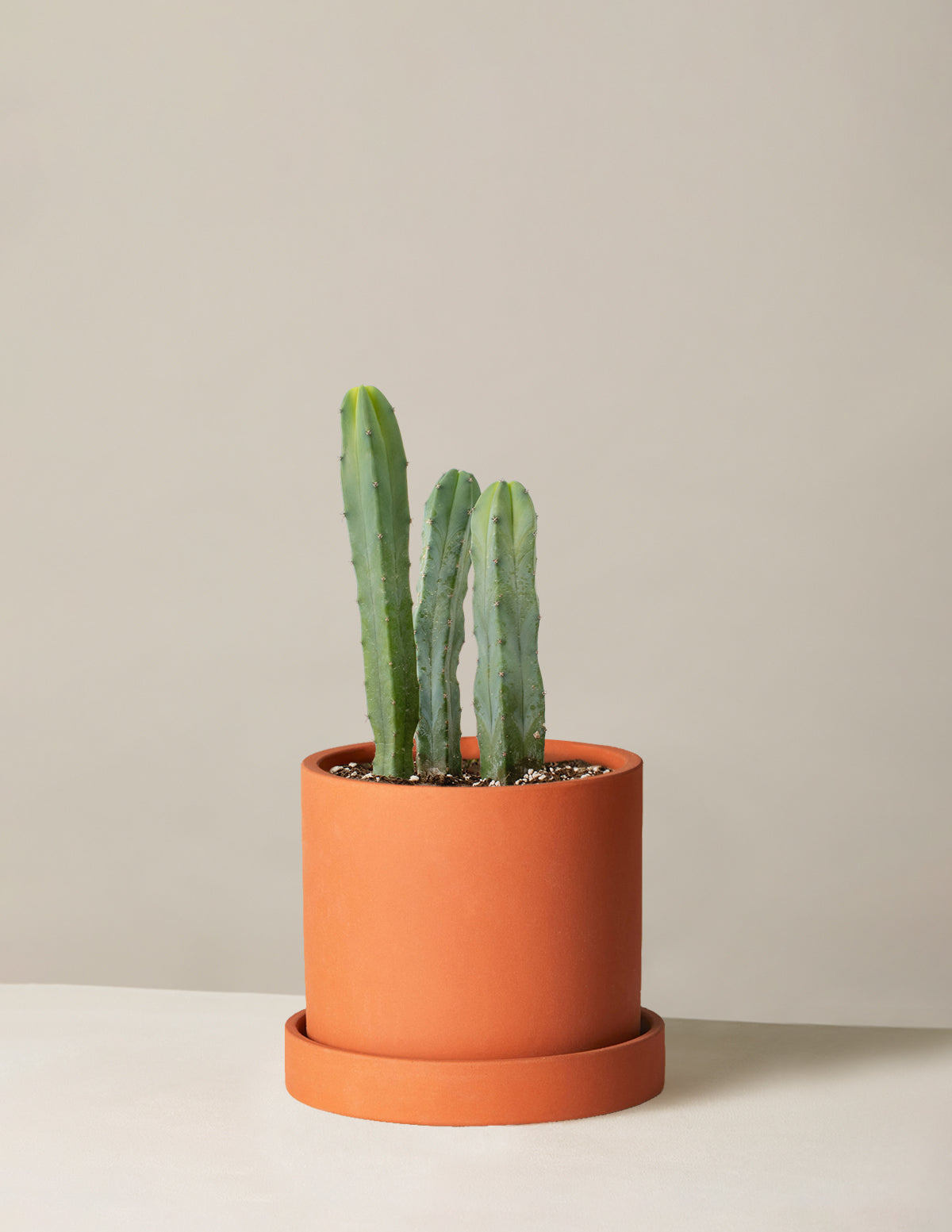 Blue Candle Cactus