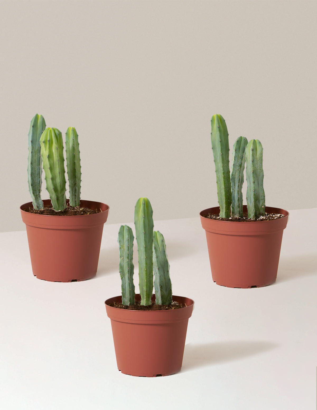 Blue Candle Cactus